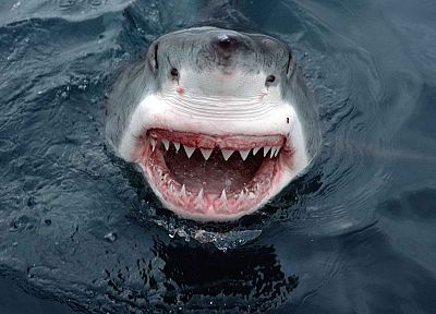 sharks, south australia, great white shark - random desktop wallpaper