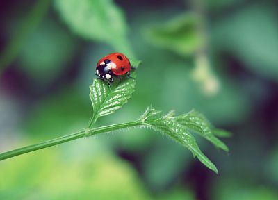 nature, leaf, insects, summer, bugs, ladybirds - random desktop wallpaper
