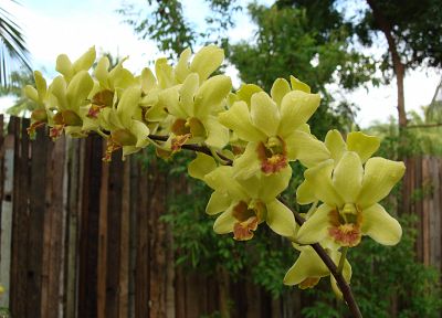 flowers, orchids, yellow flowers - desktop wallpaper