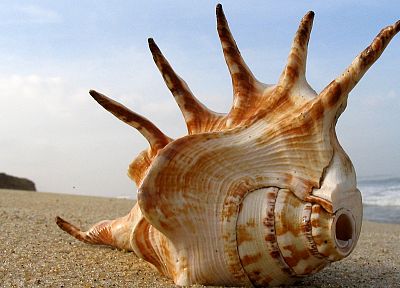 seashells, beaches - random desktop wallpaper