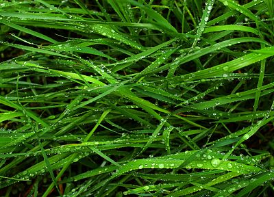 nature, grass, wet, plants - desktop wallpaper