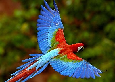 birds, parrots, Scarlet Macaws - desktop wallpaper