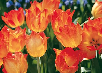 flowers, tulips - related desktop wallpaper
