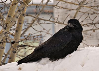 winter, ravens - related desktop wallpaper