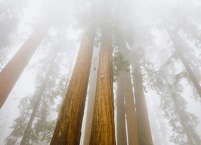 nature, forests, Sequoia - random desktop wallpaper