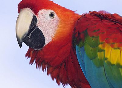 birds, parrots, profile, Scarlet Macaws, Macaw - random desktop wallpaper