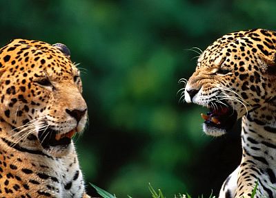 animals, leopards - related desktop wallpaper