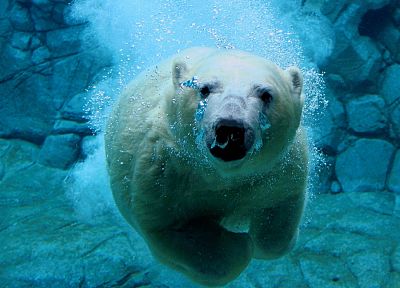 water, animals, swim, polar bears - random desktop wallpaper