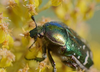 beetles, iridescence - duplicate desktop wallpaper