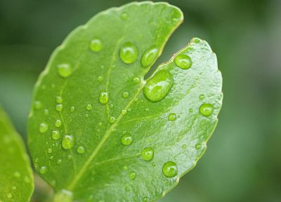 green, nature, leaves, plants, water drops - desktop wallpaper