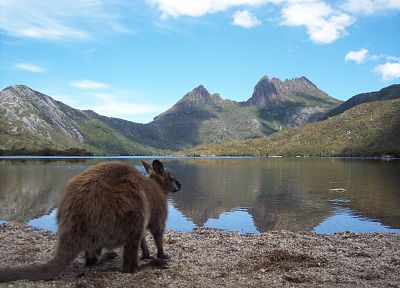Australia, lakes, Cradle Mountain, kangaroos - desktop wallpaper
