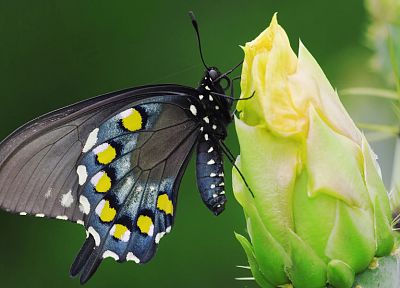 butterflies - duplicate desktop wallpaper