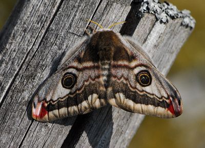 moth, butterflies - desktop wallpaper