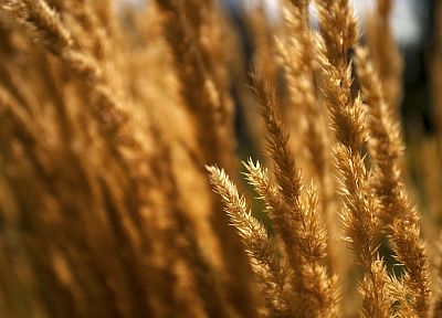 nature, wheat, plants - desktop wallpaper