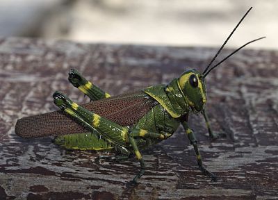 nature, animals, insects - random desktop wallpaper