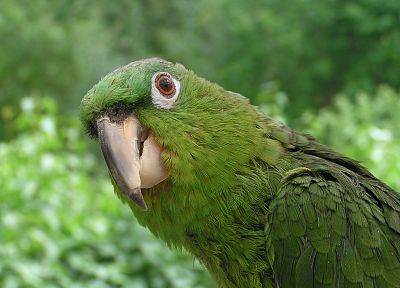 green, birds, parrots - duplicate desktop wallpaper