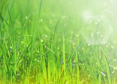 nature, grass, sunlight - duplicate desktop wallpaper