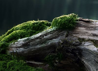 nature, trees, moss - desktop wallpaper