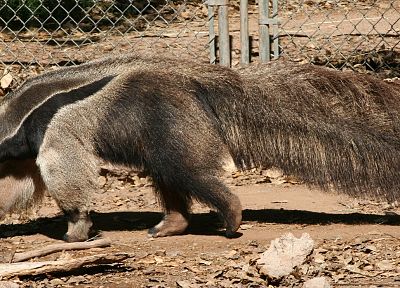 animals, anteater - related desktop wallpaper