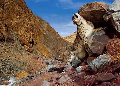 nature, animals, rocks, snow leopards, leopards - duplicate desktop wallpaper