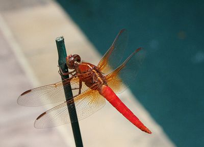 dragonflies - random desktop wallpaper
