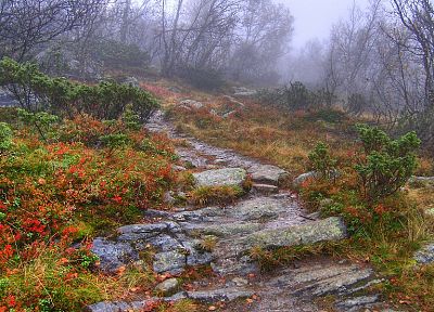 nature, forests, paths, mist, trail, HDR photography - random desktop wallpaper