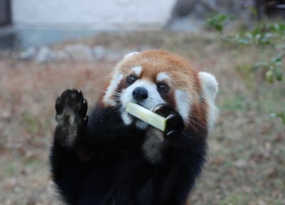 animals, red pandas - desktop wallpaper