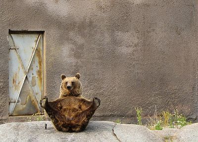 animals, yoga, bears - related desktop wallpaper