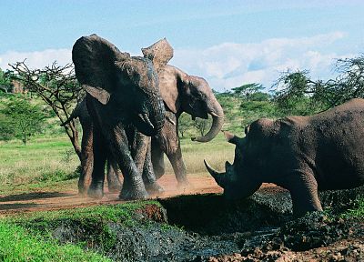 animals, fight, rhinoceros, elephants - desktop wallpaper