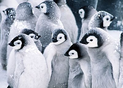 snow, birds, cold, penguins, arctic - desktop wallpaper