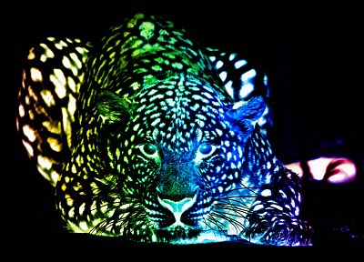 multicolor, leopards, colors - random desktop wallpaper
