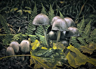 nature, mushrooms - random desktop wallpaper