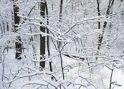 winter, snow, trees, multiscreen - random desktop wallpaper