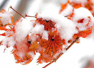 ice, nature, winter, snow, leaf, autumn, red, orange, leaves, cold, frozen - desktop wallpaper