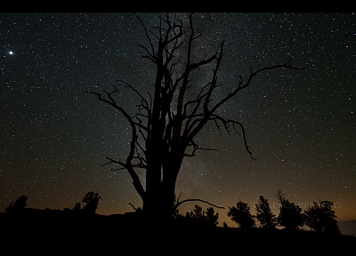 trees, night, stars, silhouettes, skyscapes - random desktop wallpaper