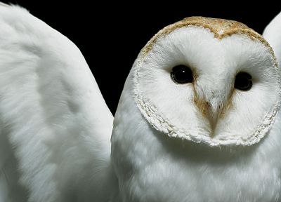 birds, owls - desktop wallpaper