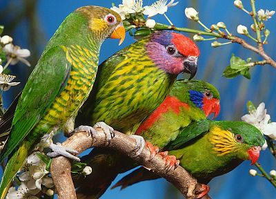 multicolor, birds, parrots - desktop wallpaper