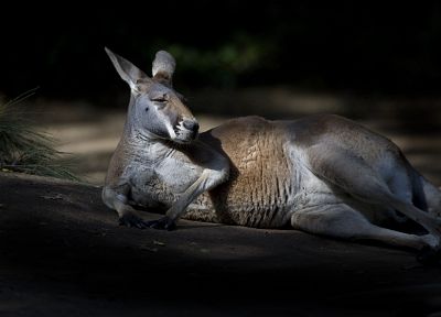 animals, kangaroos - random desktop wallpaper
