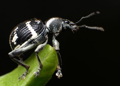 insects, Bug - random desktop wallpaper