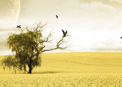 landscapes, trees, birds - random desktop wallpaper