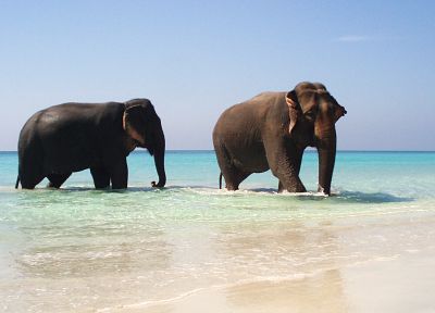 water, animals, elephants, beaches - duplicate desktop wallpaper
