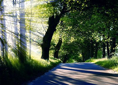 light, nature, trees, sunlight, roads - related desktop wallpaper