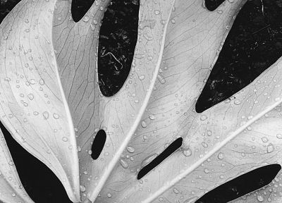 leaf, plants, grayscale - desktop wallpaper