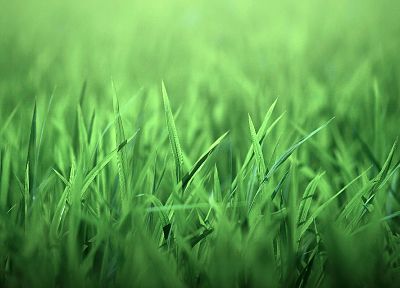 green, nature, grass - random desktop wallpaper