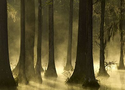 sunrise, trees, mist, cypress, South Carolina - random desktop wallpaper