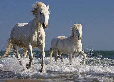France, horses, running - desktop wallpaper