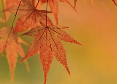 nature, leaves, depth of field - desktop wallpaper