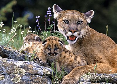 animals, mountain lions, baby animals - random desktop wallpaper