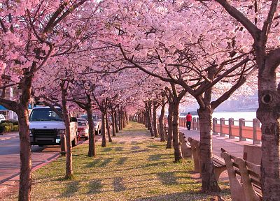 cherry blossoms, trees - desktop wallpaper