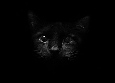 black, cats, animals - desktop wallpaper